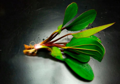 Эхинодорус Малый Медведь , с грузом Эхинодорус Малый Медведь , с грузом